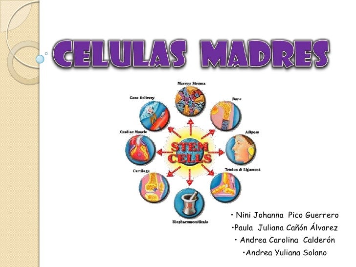 Celulas madres Celulas madres