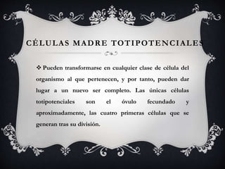 CÉLULAS MADRE TOTIPOTENCIALES
 Pueden transformarse en cualquier clase de célula del
organismo al que pertenecen, y por tanto, pueden dar
lugar a un nuevo ser completo. Las únicas células
totipotenciales son el óvulo fecundado y
aproximadamente, las cuatro primeras células que se
generan tras su división.
 