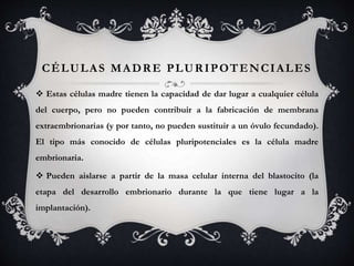 CÉLULAS MADRE PLURIPOTENCIALES
 Estas células madre tienen la capacidad de dar lugar a cualquier célula
del cuerpo, pero no pueden contribuir a la fabricación de membrana
extraembrionarias (y por tanto, no pueden sustituir a un óvulo fecundado).
El tipo más conocido de células pluripotenciales es la célula madre
embrionaria.
 Pueden aislarse a partir de la masa celular interna del blastocito (la
etapa del desarrollo embrionario durante la que tiene lugar a la
implantación).
 