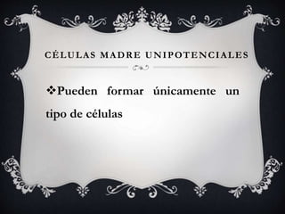 CÉLULAS MADRE UNIPOTENCIALES
Pueden formar únicamente un
tipo de células
 