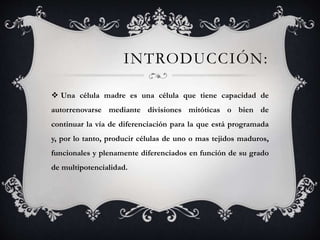 INTRODUCCIÓN:
 Una célula madre es una célula que tiene capacidad de
autorrenovarse mediante divisiones mitóticas o bien de
continuar la vía de diferenciación para la que está programada
y, por lo tanto, producir células de uno o mas tejidos maduros,
funcionales y plenamente diferenciados en función de su grado
de multipotencialidad.
 