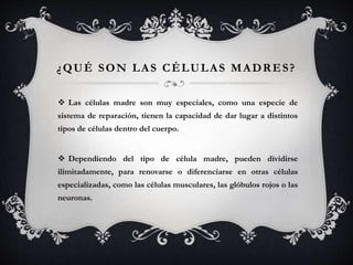 ¿QUÉ SON LAS CÉLULAS MADRES?
 Las células madre son muy especiales, como una especie de
sistema de reparación, tienen la capacidad de dar lugar a distintos
tipos de células dentro del cuerpo.
 Dependiendo del tipo de célula madre, pueden dividirse
ilimitadamente, para renovarse o diferenciarse en otras células
especializadas, como las células musculares, las glóbulos rojos o las
neuronas.
 