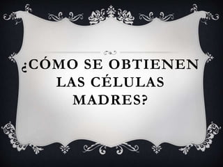 ¿CÓMO SE OBTIENEN
LAS CÉLULAS
MADRES?
 