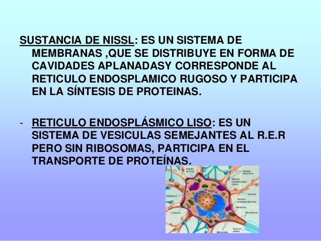 Celulas nerviosas (1)