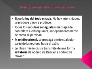 Celulas nerviosas e impulso nervioso