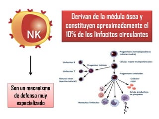 Derivan de la médula ósea y
constituyen aproximadamente el
10% de los linfocitos circulantes
Son un mecanismo
de defensa muy
especializado
 