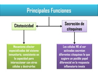 Principales Funciones
Citotoxicidad Secreción de
citoquinas
Mecanismo efector
especializadas del sistema
inmunitario, consistente en
la capacidad para
interaccionar con otras
células y destruirlas
Las células NK al ser
activadas secretan
diferentes citoquinas lo que
sugiere un posible papel
diferencial en la respuesta
inflamatoria innata
 
