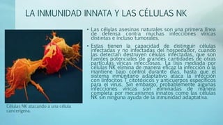 LA INMUNIDAD INNATA Y LAS CÉLULAS NK
• Las células asesinas naturales son una primera línea
de defensa contra muchas infecciones víricas
distintas e incluso tumorales.
• Estas tienen la capacidad de distinguir células
infectadas y no infectadas del hospedador, cuando
las detectan destruyen células infectadas, que son
fuentes potenciales de grandes cantidades de otras
partículas víricas infecciosas. La lisis mediada por
células NK elimina de manera eficaz la infección o la
mantiene bajo control durante días, hasta que el
sistema inmunitario adaptativo ataca la infección
con linfocitos T citotóxicos y anticuerpos específicos
para el virus. Sin embargo, probablemente algunas
infecciones víricas son eliminadas de manera
completa por mecanismos innatos como las células
NK sin ninguna ayuda de la inmunidad adaptativa.
Células NK atacando a una célula
cancerígena.
 