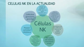 CELULAS NK EN LA ACTUALIDAD
Células
NK
Expresan un
receptor de
membrana -
CD16- para una
región
específica de la
molécula de
anticuerpo
Tienen la
capacidad de
reconocer células
tumorales o
infectadas por virus
a pesar de que
carecen de
receptores
específicos de
antígeno.
Constituyen del
5 a 10% de los
linfocitos en
sangre
periférica
humana
Son parte
del sistema
inmunitario
innato
Son provenientes
de la médula
ósea y se
encuentran en la
sangre y tejidos
linfáticos,
especialmente en
el bazo.
Poseen
actividad
citotóxica
Linfocitos
granulares
grandes
 