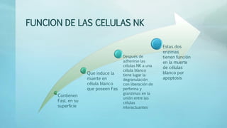 FUNCION DE LAS CELULAS NK
Contienen
FasL en su
superficie
Que induce la
muerte en
célula blanco
que poseen Fas
Después de
adherirse las
células NK a una
célula blanco
tiene lugar la
degranulación
con liberación de
perforina y
granzimas en la
unión entre las
células
interactuantes
Estas dos
enzimas
tienen función
en la muerte
de células
blanco por
apoptosis
 
