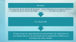 Proporcionan la capacidad de reconocimiento de moléculas en
las células blanco y la activación de la maquinaria citolítica y/o
secretora de estas células
En células NK
Receptor
De activación de las células NK destacan
el CD2, 16, 26, 27, 28, 44, 49, CD80
Como inhibidores los receptores NKG2A, C,
D, E, KIR 2-D y KIR 3-D
 