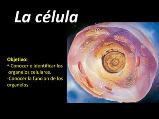 La célula

Objetivo:
•-Conocer e identificar los
 organelos celulares.
-Conocer la funcion de los
organelos.
 