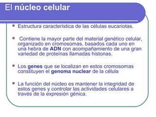 El núcleo celular
 Estructura característica de las células eucariotas.
 Contiene la mayor parte del material genético celular,
organizado en cromosomas, basados cada uno en
una hebra de ADN con acompañamiento de una gran
variedad de proteínas llamadas histonas.
 Los genes que se localizan en estos cromosomas
constituyen el genoma nuclear de la célula
 La función del núcleo es mantener la integridad de
estos genes y controlar las actividades celulares a
través de la expresión génica.
 