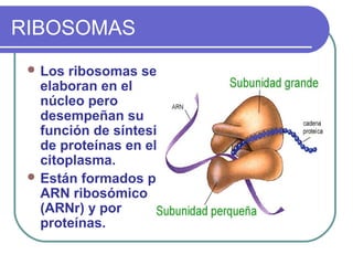 Celulas, organelos y estructuras | PPT