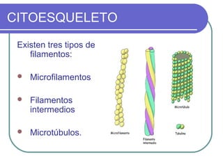 CITOESQUELETO
Existen tres tipos de
filamentos:
 Microfilamentos
 Filamentos
intermedios
 Microtúbulos.
 