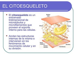 EL CITOESQUELETO
 El citoesqueleto es un
entramado
tridimensional de
microtúbulos y
microfilamentos que
proveen el soporte
interno para las células.
 Anclan las estructuras
internas de la misma e
intervienen en los
fenómenos de
movimiento celular y en
su división.
 