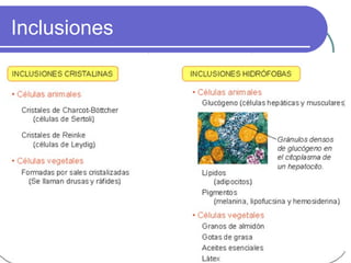 Inclusiones
 