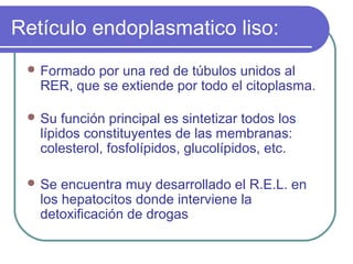 Retículo endoplasmatico liso:
 Formado por una red de túbulos unidos al
RER, que se extiende por todo el citoplasma.
 Su función principal es sintetizar todos los
lípidos constituyentes de las membranas:
colesterol, fosfolípidos, glucolípidos, etc.
 Se encuentra muy desarrollado el R.E.L. en
los hepatocitos donde interviene la
detoxificación de drogas
 