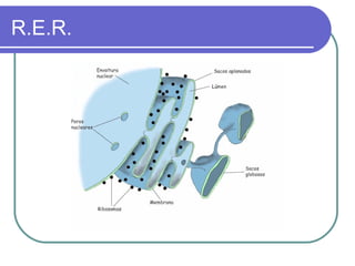 R.E.R.
 