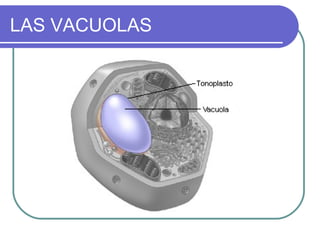 LAS VACUOLAS
 