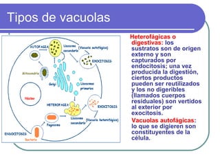 Tipos de vacuolas
Heterofágicas o
digestivas: los
sustratos son de origen
externo y son
capturados por
endocitosis; una vez
producida la digestión,
ciertos productos
pueden ser reutilizados
y los no digeribles
(llamados cuerpos
residuales) son vertidos
al exterior por
exocitosis.
Vacuolas autofágicas:
lo que se digieren son
constituyentes de la
célula.
 