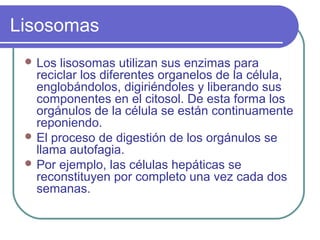 Lisosomas
 Los lisosomas utilizan sus enzimas para
reciclar los diferentes organelos de la célula,
englobándolos, digiriéndoles y liberando sus
componentes en el citosol. De esta forma los
orgánulos de la célula se están continuamente
reponiendo.
 El proceso de digestión de los orgánulos se
llama autofagia.
 Por ejemplo, las células hepáticas se
reconstituyen por completo una vez cada dos
semanas.
 