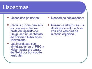 Lisosomas
 Lisosomas primarios:
 Cada lisosoma primario
es una vesícula que
brota del aparato de
Golgi, con un contenido
de enzimas hidrolíticas
(hidrolasas).
 Las hidrolasas son
sintetizadas en el REG y
viajan hasta el aparato
de Golgi por transporte
vesicular
 Lisosomas secundarios:
 Poseen sustratos en vía
de digestión al fundirse
con una vesícula de
materia orgánica.
 