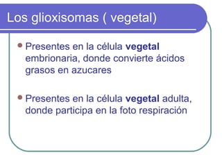 Los glioxisomas ( vegetal)
Presentes en la célula vegetal
embrionaria, donde convierte ácidos
grasos en azucares
Presentes en la célula vegetal adulta,
donde participa en la foto respiración
 