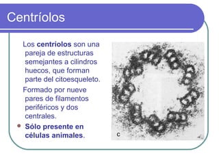 Centríolos
Los centríolos son una
pareja de estructuras
semejantes a cilindros
huecos, que forman
parte del citoesqueleto.
Formado por nueve
pares de filamentos
periféricos y dos
centrales.
 Sólo presente en
células animales.
 