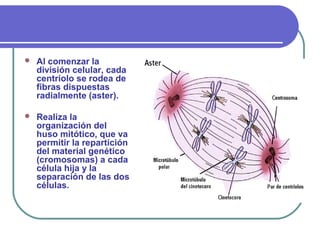  Al comenzar la
división celular, cada
centriolo se rodea de
fibras dispuestas
radialmente (aster).
 Realiza la
organización del
huso mitótico, que va
permitir la repartición
del material genético
(cromosomas) a cada
célula hija y la
separación de las dos
células.
 