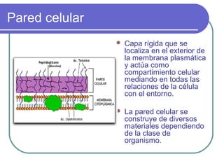 Pared celular
 Capa rígida que se
localiza en el exterior de
la membrana plasmática
y actúa como
compartimiento celular
mediando en todas las
relaciones de la célula
con el entorno.
 La pared celular se
construye de diversos
materiales dependiendo
de la clase de
organismo.
 