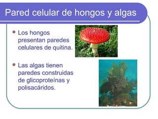 Pared celular de hongos y algas
 Los hongos
presentan paredes
celulares de quitina.
 Las algas tienen
paredes construidas
de glicoproteínas y
polisacáridos.
 