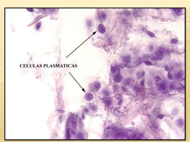 Celulas plasmaticas Celulas plasmaticas