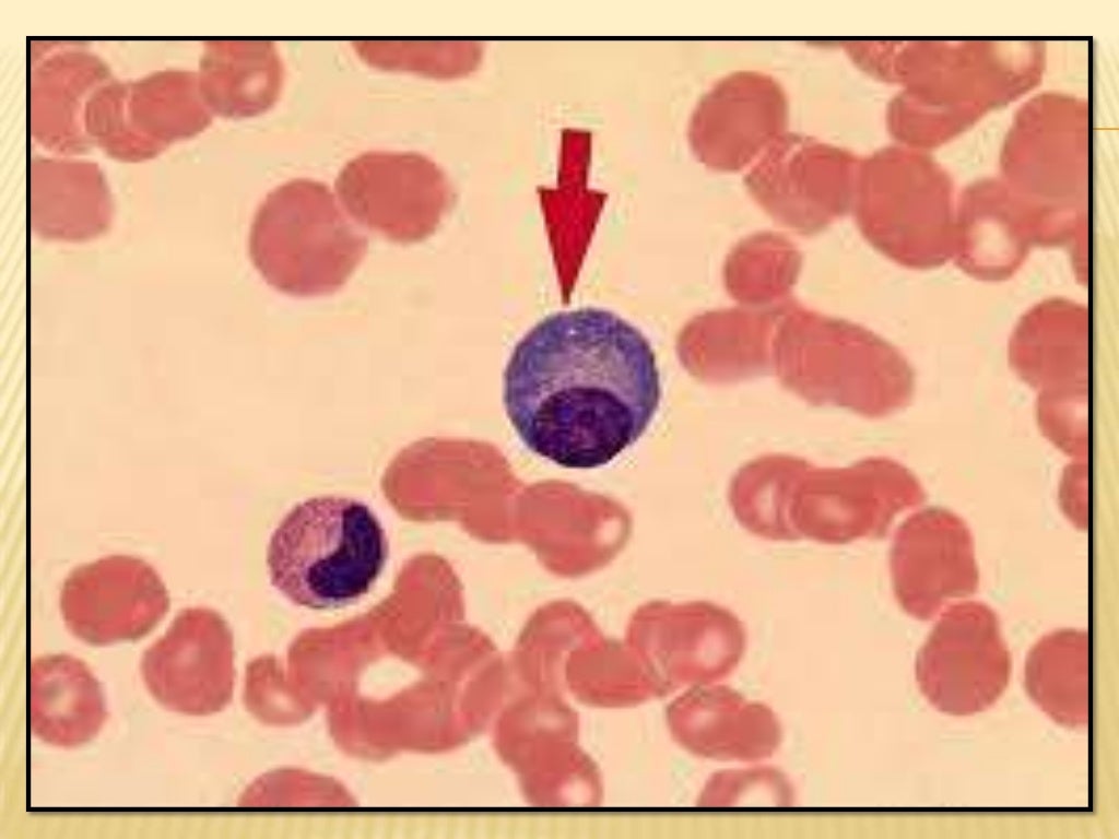 Celulas plasmaticas
