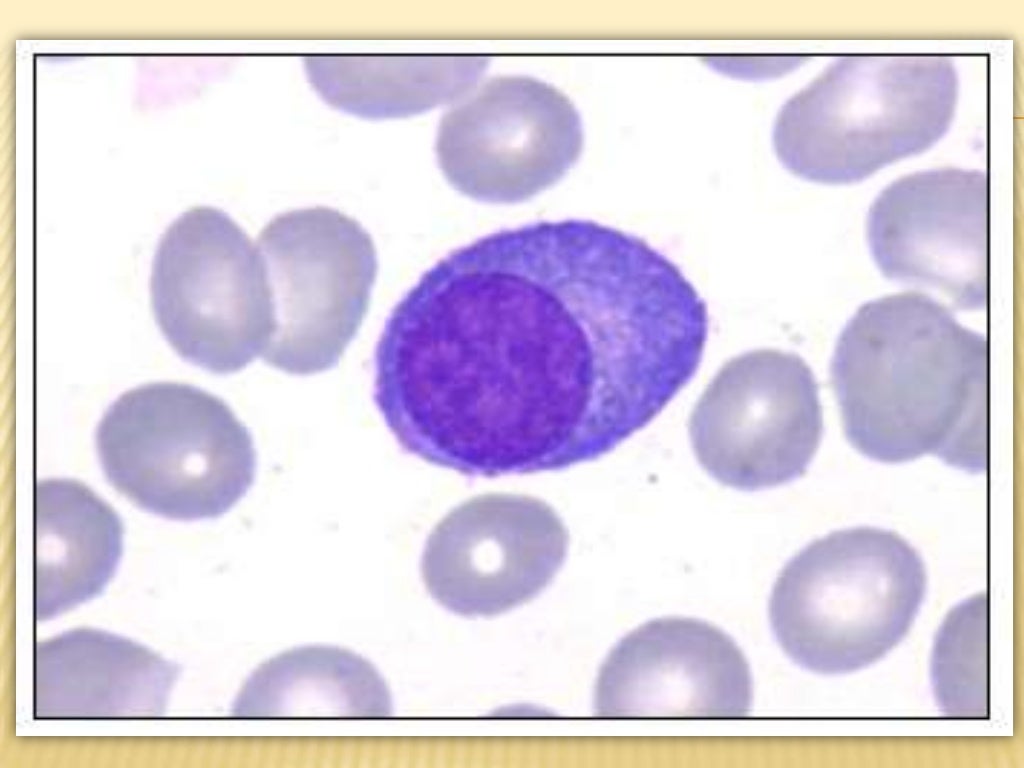 Celulas plasmaticas