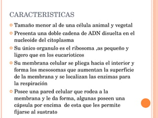 CARACTERISTICAS Tamaño menor al de una célula animal y vegetal Presenta una doble cadena de ADN disuelta en el nucleoide del citoplasma Su único organulo es el ribosoma ,as pequeño y ligero que en los eucarioticos Su membrana celular se pliega hacia el interior y forma los mesosomas que aumentan la superficie de la membrana y se localizan las enzimas para la respiración Posee una pared celular que rodea a la membrana y le da forma, algunas poseen una cápsula por encima  de esta que les permite fijarse al sustrato 