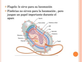 Flagelo: le sirve para su locomoción Fimbrias no sirven para la locomoción , pero juegan un papel importante durante el apareamiento 