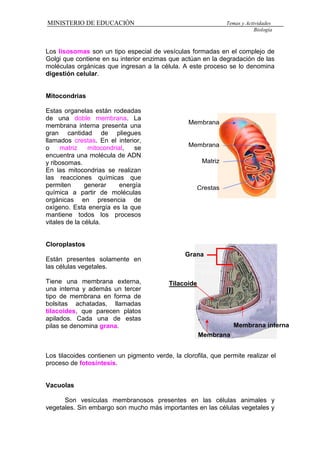 MINISTERIO DE EDUCACIÓN                                          Temas y Actividades
                                                                             Biología



Los lisosomas son un tipo especial de vesículas formadas en el complejo de
Golgi que contiene en su interior enzimas que actúan en la degradación de las
moléculas orgánicas que ingresan a la célula. A este proceso se lo denomina
digestión celular.


Mitocondrias

Estas organelas están rodeadas
de una doble membrana. La
                                                  Membrana
membrana interna presenta una
gran cantidad de pliegues
llamados crestas. En el interior,
o     matriz    mitocondrial,   se                Membrana
encuentra una molécula de ADN
y ribosomas.                                            Matriz
En las mitocondrias se realizan
las reacciones químicas que
permiten       generar     energía                     Crestas
química a partir de moléculas
orgánicas en presencia de
oxígeno. Esta energía es la que
mantiene todos los procesos
vitales de la célula.


Cloroplastos
                                                 Grana
Están presentes solamente en
las células vegetales.

Tiene una membrana externa,                Tilacoide
una interna y además un tercer
tipo de membrana en forma de
bolsitas achatadas, llamadas
tilacoides, que parecen platos
apilados. Cada una de estas
pilas se denomina grana.                                            Membrana interna
                                                       Membrana


Los tilacoides contienen un pigmento verde, la clorofila, que permite realizar el
proceso de fotosíntesis.


Vacuolas

      Son vesículas membranosos presentes en las células animales y
vegetales. Sin embargo son mucho más importantes en las células vegetales y
 