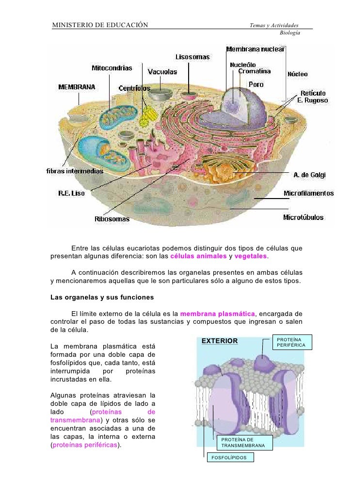 Celulas procariotas eucariotas