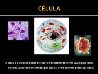 A célula é a unidade básica estrutural e funcional dos seres vivos (pois todos
  os seres vivos são constituídos por células, onde ocorrem processos vitais)
 