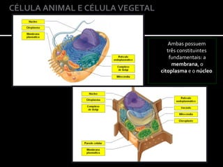 Ambas possuem
   três constituintes
    fundamentais: a
     membrana, o
citoplasma e o núcleo.
 