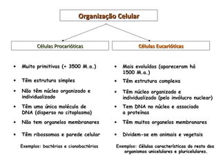 Organização Celular



           Células Procarióticas                     Células Eucarióticas


•   Muito primitivas (+ 3500 M.a.)         •   Mais evoluídas (apareceram há
                                               1500 M.a.)
•   Têm estrutura simples                  •   Têm estrutura complexa
•   Não têm núcleo organizado e            •   Têm núcleo organizado e
    individualizado                            individualizado (pelo invólucro nuclear)
•   Têm uma única molécula de              •   Tem DNA no núcleo e associado
    DNA (disperso no citoplasma)               a proteínas
•   Não tem organelos membranares          •   Têm muitos organelos membranares

•   Têm ribossomas e parede celular        •   Dividem-se em animais e vegetais

    Exemplos: bactérias e cianobactérias   Exemplos: Células características do resto dos
                                              organismos unicelulares e pluricelulares.
 