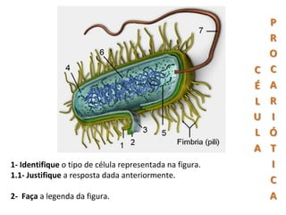 1- Identifique o tipo de célula representada na figura.
1.1- Justifique a resposta dada anteriormente.

2- Faça a legenda da figura.
 