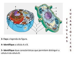 3- Faça a legenda da figura.

4- Identifique a célula A e B.

5- Identifique duas características que permitem distinguir a
célula A da célula B.
 