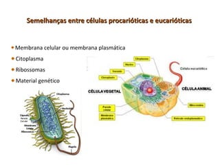 Semelhanças entre células procarióticas e eucarióticas


Membrana celular ou membrana plasmática
Citoplasma
Ribossomas
Material genético
 