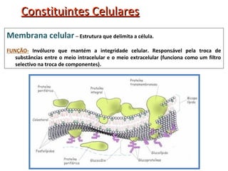 Constituintes Celulares
Membrana celular – Estrutura que delimita a célula.
FUNÇÃO- Invólucro que mantém a integridade celular. Responsável pela troca de
   substâncias entre o meio intracelular e o meio extracelular (funciona como um filtro
   selectivo na troca de componentes).
 
