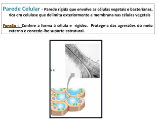 Parede Celular - Parede rígida que envolve as células vegetais e bacterianas,
   rica em celulose que delimita exteriormente a membrana nas células vegetais

Função - Confere a forma á célula e rigidez. Protege-a das agressões do meio
   externo e concede-lhe suporte estrutural.
 