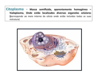 Citoplasma -       Massa semifluida, aparentemente homogénea –
  hialoplasma. Onde estão localizados diversos organelos celulares
  (corresponde ao meio interno da célula onde estão incluídas todas as suas
  estrutura)
 