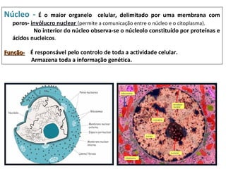 Núcleo -     É o maior organelo celular, delimitado por uma membrana com
   poros- invólucro nuclear (permite a comunicação entre o núcleo e o citoplasma).
           No interior do núcleo observa-se o núcleolo constituído por proteínas e
   ácidos nucleicos.

Função- É responsável pelo controlo de toda a actividade celular.
        Armazena toda a informação genética.
 