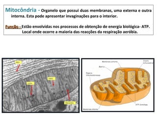 Mitocôndria - Organelo que possui duas membranas, uma externa e outra
   interna. Esta pode apresentar invaginações para o interior.

Função - Estão envolvidas nos processos de obtenção de energia biológica- ATP.
         Local onde ocorre a maioria das reacções da respiração aeróbia.
 